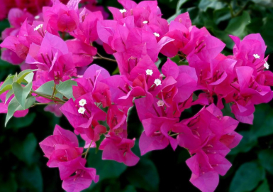 Hoa giấy ❙ Nguồn gốc, ý nghĩa trong phong thủy và cách trồng