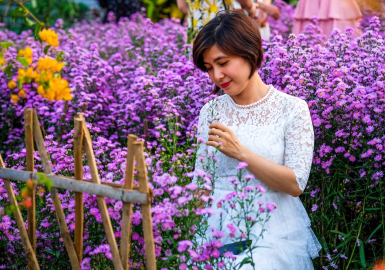 Ý Nghĩa Hoa Thạch Thảo | Nguồn Gốc, Đặc Điểm & Cách Trồng 