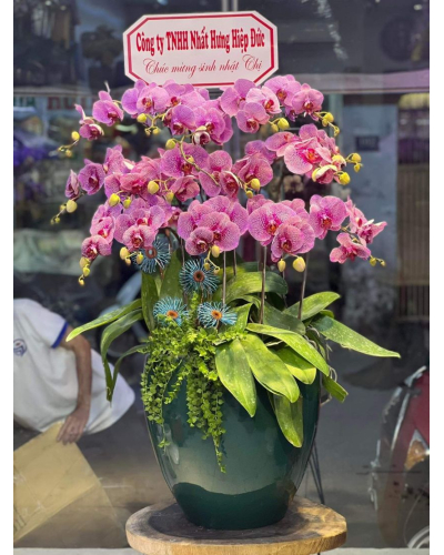 Mẫu Hoa Lan
