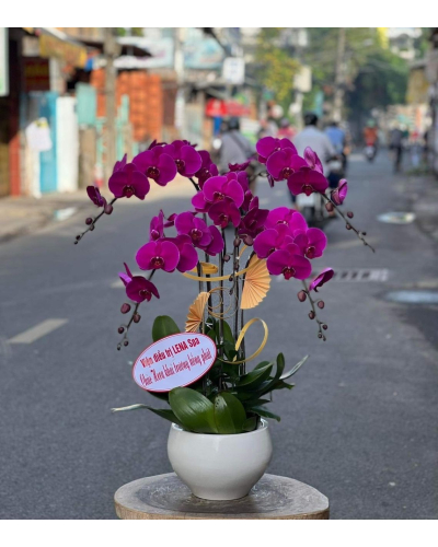 Mẫu Hoa Lan