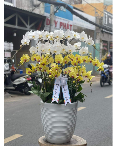 Mẫu Hoa Lan