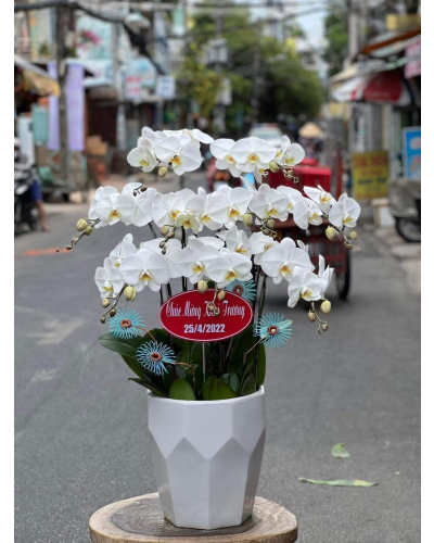 Mẫu Hoa Lan