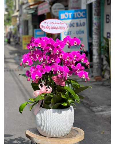 Mẫu Hoa Lan
