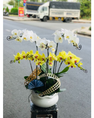 Mẫu Hoa Lan
