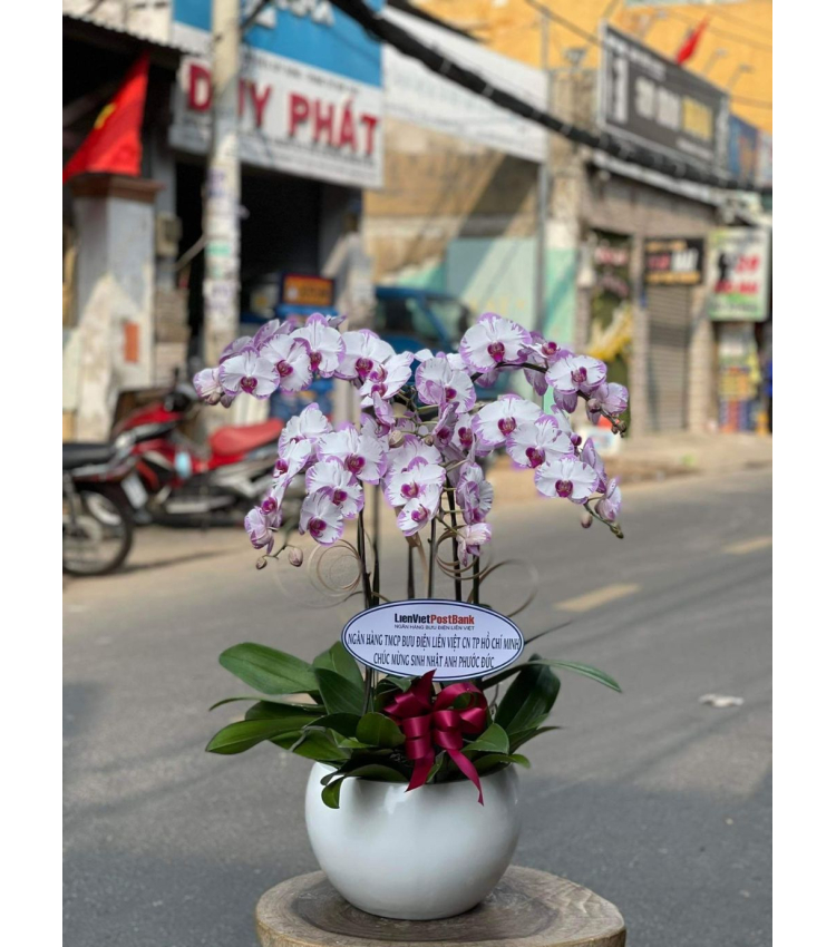 Mẫu Hoa Lan