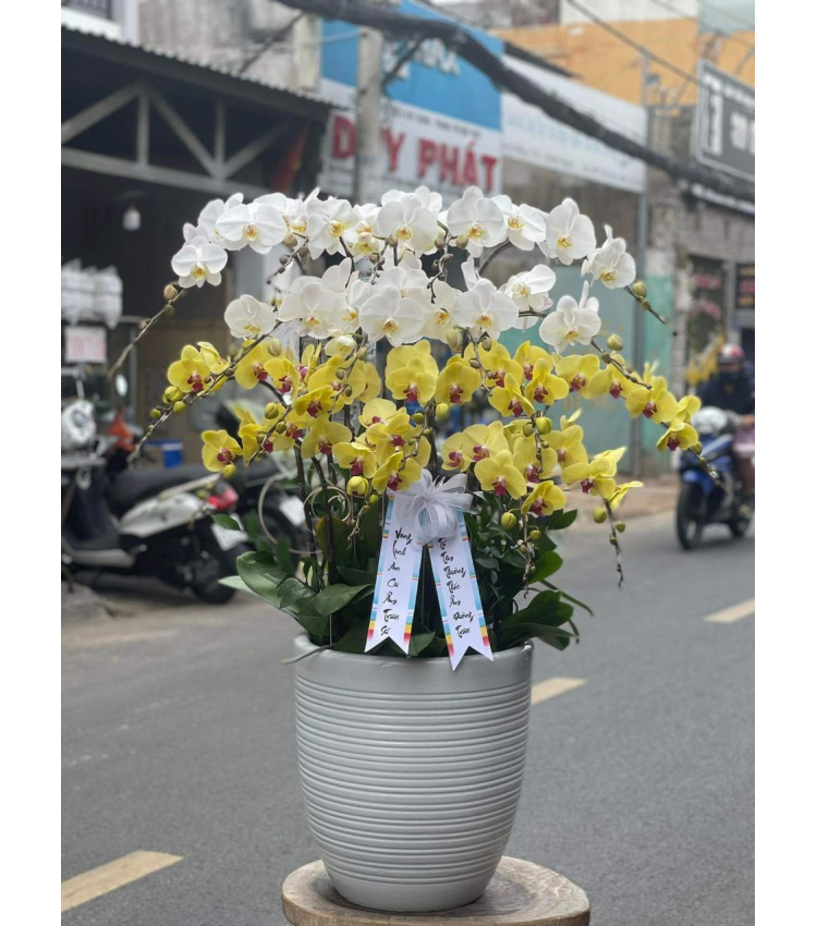 Mẫu Hoa Lan