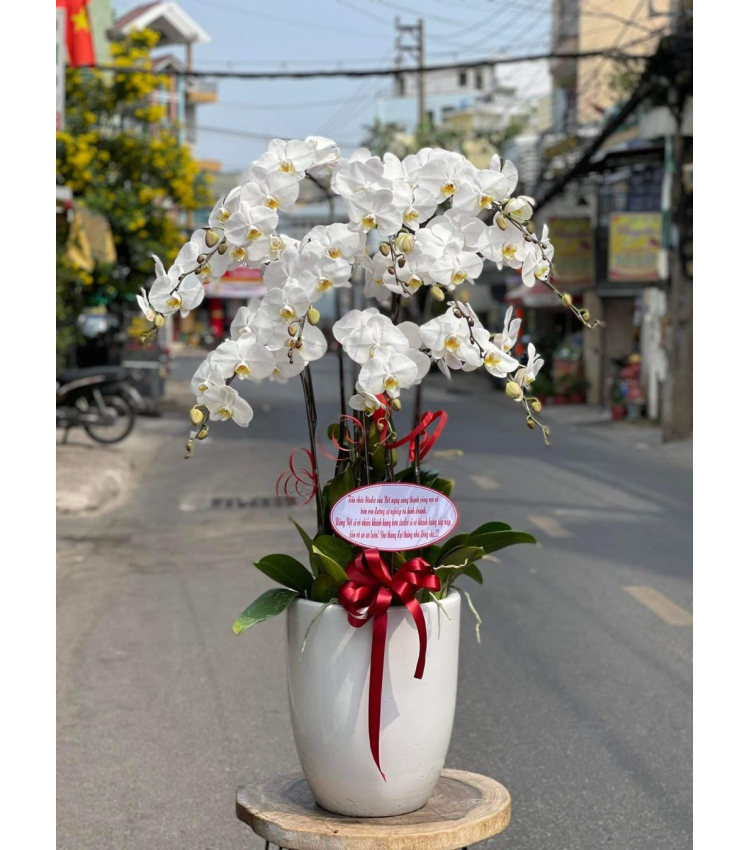 Mẫu Hoa Lan