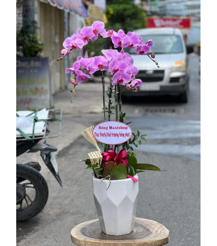 Mẫu Hoa Lan