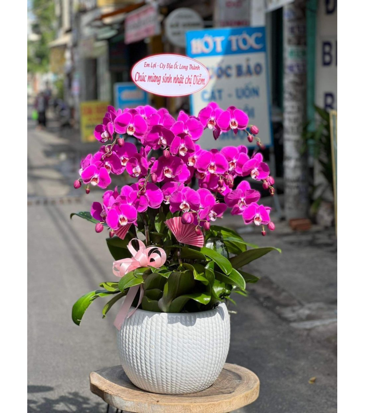 Mẫu Hoa Lan