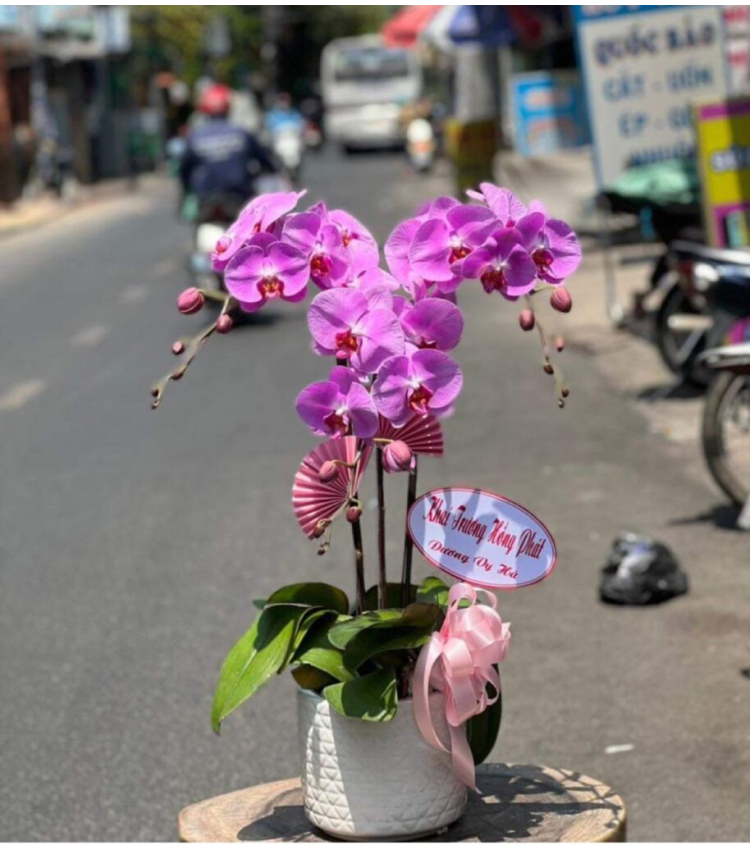 Mẫu Hoa Lan