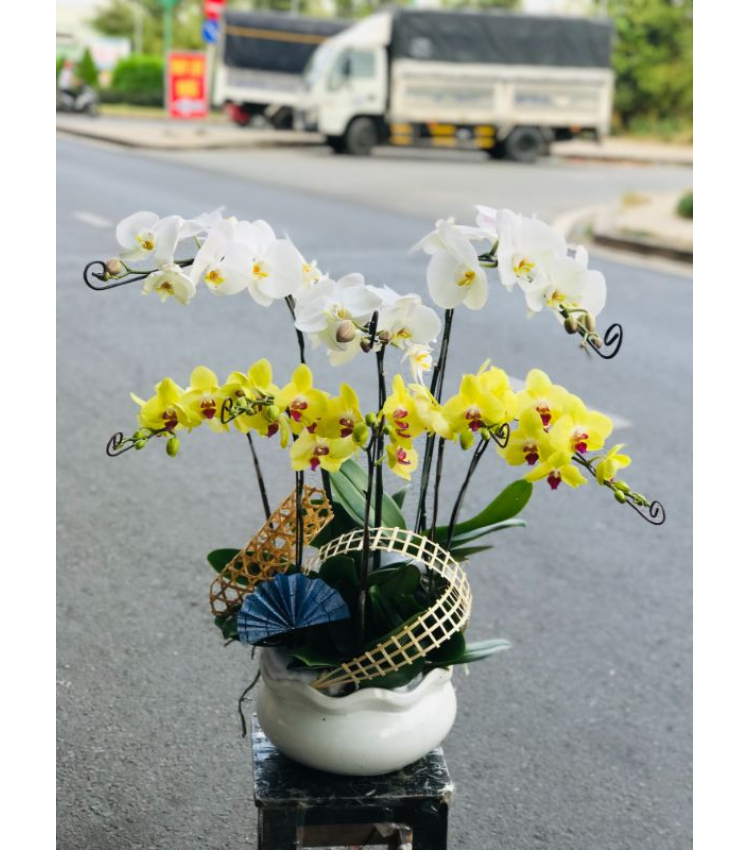 Mẫu Hoa Lan